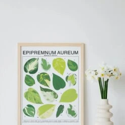 Epipremnum Aureum (Pothos) ID Chart Houseplant Art Print -Ed's plant shop epipremnum aureum pothos id chart houseplant art print 561635