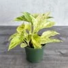 Epipremnum Aureum - ‘Snow Queen’ Pothos -Ed's plant shop epipremnum aureum snow queen pothos 4 inch 136881