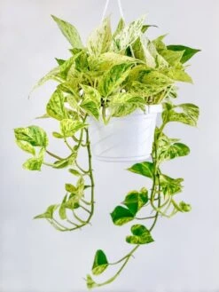 Epipremnum Aureum - ‘Snow Queen’ Pothos -Ed's plant shop epipremnum aureum snow queen pothos 4 inch 749172