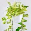 Epipremnum Aureum - ‘Snow Queen’ Pothos Hanging Basket 1 Epipremnum Aureum - ‘Snow Queen’ Pothos Hanging Basket -Ed's plant shop epipremnum aureum snow queen pothos various sized hanging basket 828494