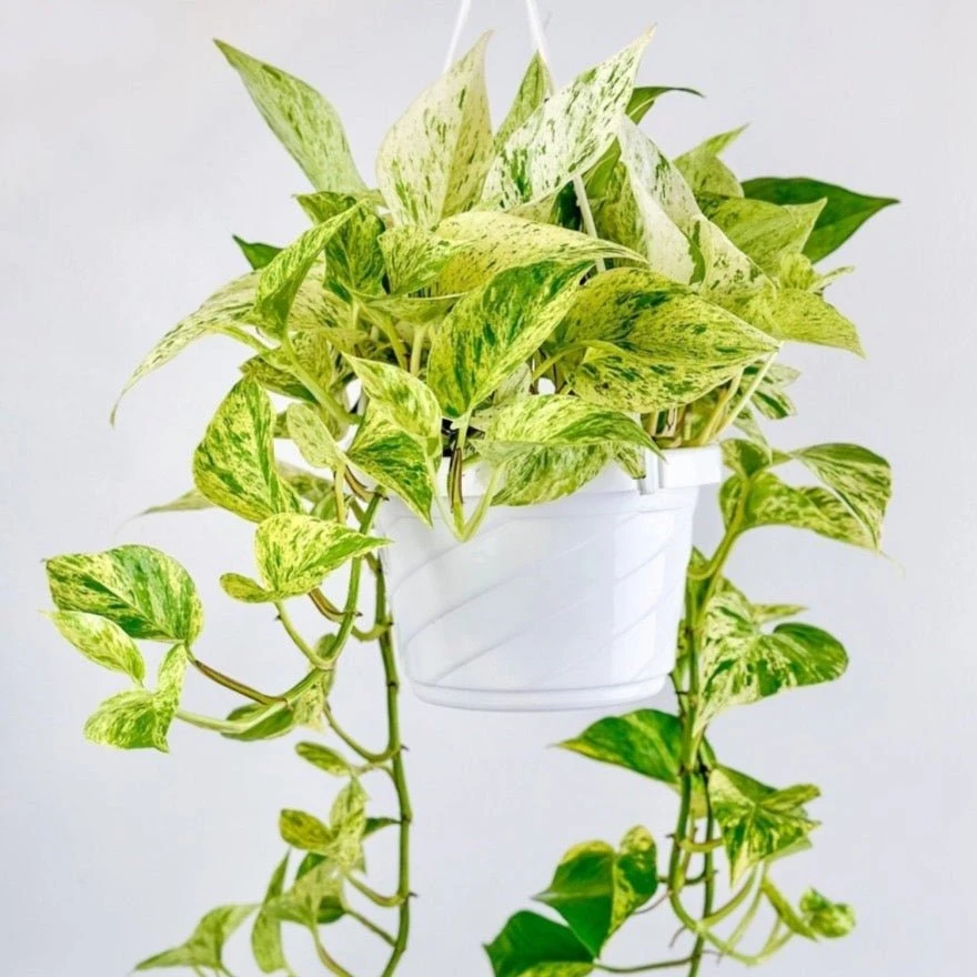 Epipremnum Aureum - ‘Snow Queen’ Pothos Hanging Basket 3 Epipremnum Aureum - ‘Snow Queen’ Pothos Hanging Basket