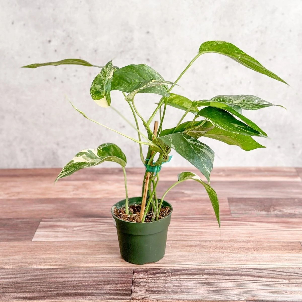 Epipremnum Pinnatum Albo - Rare Variegated Pothos 5 Epipremnum Pinnatum Albo - Rare Variegated Pothos - Image 3