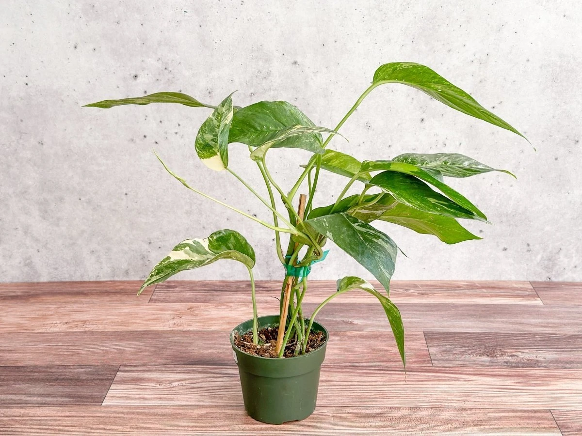 Epipremnum Pinnatum Albo - Rare Variegated Pothos 4 Epipremnum Pinnatum Albo - Rare Variegated Pothos - Image 2
