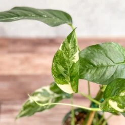 Epipremnum Pinnatum Albo - Rare Variegated Pothos 9 Epipremnum Pinnatum Albo - Rare Variegated Pothos -Ed's plant shop epipremnum pinnatum albo rare variegated pothos 803110