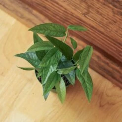 Epipremnum Pinnatum 'Cebu Blue' -Ed's plant shop epipremnum pinnatum cebu blue various sizes 990162