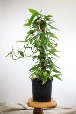 Epipremnum Pinnatum 'Gold Flame' Floor Plant -Ed's plant shop epipremnum pinnatum gold flame floor plant 240929