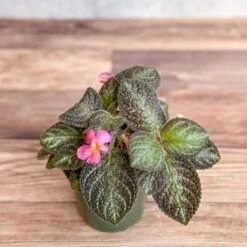 Episcia ‘Pink Panther’ – Pink-Variegated Flame Violet -Ed's plant shop episcia pink panther pink panther false violet 392628