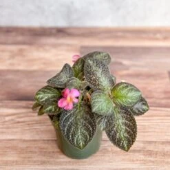 Episcia ‘Pink Panther’ – Pink-Variegated Flame Violet -Ed's plant shop episcia pink panther pink panther false violet 520253
