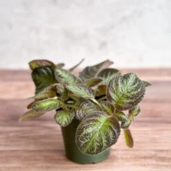 Episcia ‘Pink Panther’ – Pink-Variegated Flame Violet -Ed's plant shop episcia pink panther pink panther false violet 577585