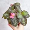 Episcia ‘Pink Panther’ – Pink-Variegated Flame Violet -Ed's plant shop episcia pink panther pink panther false violet 798923