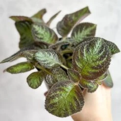 Episcia ‘Pink Panther’ – Pink-Variegated Flame Violet -Ed's plant shop episcia pink panther pink panther false violet 869269