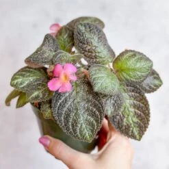 Episcia ‘Pink Panther’ – Pink-Variegated Flame Violet -Ed's plant shop episcia pink panther pink panther false violet 990903