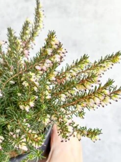 Erica Carnea - Flowering Heather -Ed's plant shop erica carnea pink flowering heather 842945