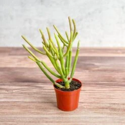 Euphorbia Tirucalli - Firestick Cactus - Red Blaze -Ed's plant shop euphorbia tirucalli firestick cactus red blaze various sizes 533688