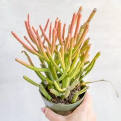 Euphorbia Tirucalli - Firestick Cactus - Red Blaze -Ed's plant shop euphorbia tirucalli firestick cactus red blaze various sizes 860330