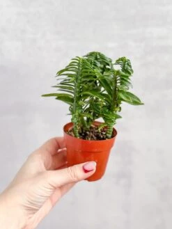 Euphorbia Tithymaloides - Devils Backbone - 3 Inch -Ed's plant shop euphorbia tithymaloides devils backbone 3 inch 402070