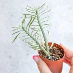 Euphorbia Tithymaloides Variegata - Variegated Devils Backbone -2 Inch -Ed's plant shop euphorbia tithymaloides variegata variegated devils backbone 2 inch 760612