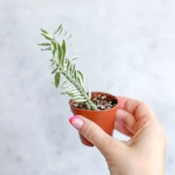 Euphorbia Tithymaloides Variegata - Variegated Devils Backbone -2 Inch -Ed's plant shop euphorbia tithymaloides variegata variegated devils backbone 2 inch 918824