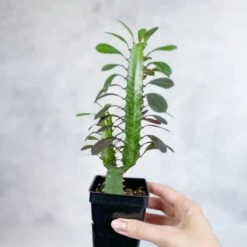 Euphorbia Trigonia ‘Rubra’ - Red African Milk Tree -Ed's plant shop euphorbia trigonia rubra red african milk tree various sizes 272527