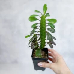 Euphorbia Trigonia ‘Rubra’ - Red African Milk Tree -Ed's plant shop euphorbia trigonia rubra red african milk tree various sizes 470131