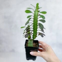 Euphorbia Trigonia ‘Rubra’ - Red African Milk Tree -Ed's plant shop euphorbia trigonia rubra red african milk tree various sizes 528406