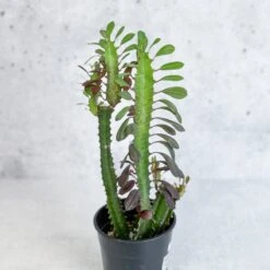 Euphorbia Trigonia ‘Rubra’ - Red African Milk Tree -Ed's plant shop euphorbia trigonia rubra red african milk tree various sizes 720784