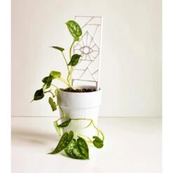 Evil Eye Houseplant Trellis -Ed's plant shop evil eye houseplant trellis 265641