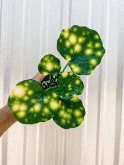 Farfugium 'Firefly' – Speckled Leopard Plant For Shade & Humidity 6 Farfugium 'Firefly' – Speckled Leopard Plant For Shade & Humidity -Ed's plant shop farfugium firefly speckled leopard plant for shade humidity 2704884