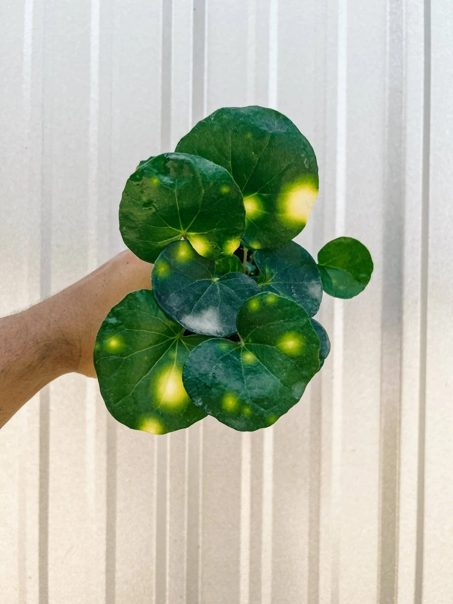 Farfugium 'Firefly' – Speckled Leopard Plant For Shade & Humidity 5 Farfugium 'Firefly' – Speckled Leopard Plant For Shade & Humidity - Image 3