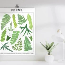 Ferns Species ID Chart - Botanical Houseplant Art Print -Ed's plant shop ferns species id chart botanical houseplant art print 822568