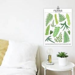 Ferns Species ID Chart - Botanical Houseplant Art Print -Ed's plant shop ferns species id chart botanical houseplant art print 892282