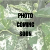 Ficus Aspera - Variegated Clown Fig -Ed's plant shop ficus aspera variegated clown fig 929154
