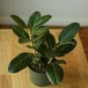 Ficus Benghalensis 'Audrey' -Ed's plant shop ficus benghalensis audrey 221001