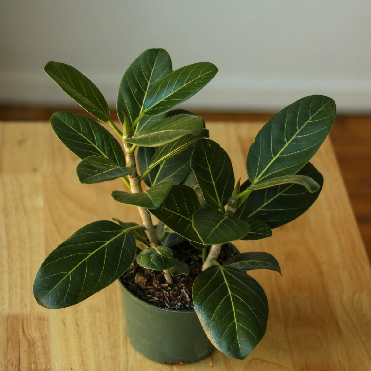 Ficus Benghalensis 'Audrey' 3 Ficus Benghalensis 'Audrey'