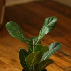 Ficus Benghalensis 'Audrey' 16 Ficus Benghalensis 'Audrey' -Ed's plant shop ficus benghalensis audrey 325345