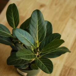 Ficus Benghalensis 'Audrey' 19 Ficus Benghalensis 'Audrey' -Ed's plant shop ficus benghalensis audrey 486302