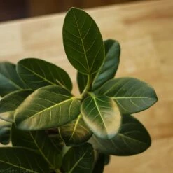 Ficus Benghalensis 'Audrey' 20 Ficus Benghalensis 'Audrey' -Ed's plant shop ficus benghalensis audrey 706518
