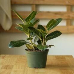 Ficus Benghalensis 'Audrey' 18 Ficus Benghalensis 'Audrey' -Ed's plant shop ficus benghalensis audrey 830715