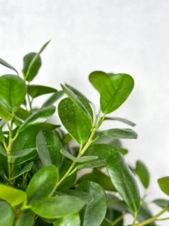 Ficus Benjamina - Braided Ficus Floor Plant -Ed's plant shop ficus benjamina braided ficus floor plant 599227