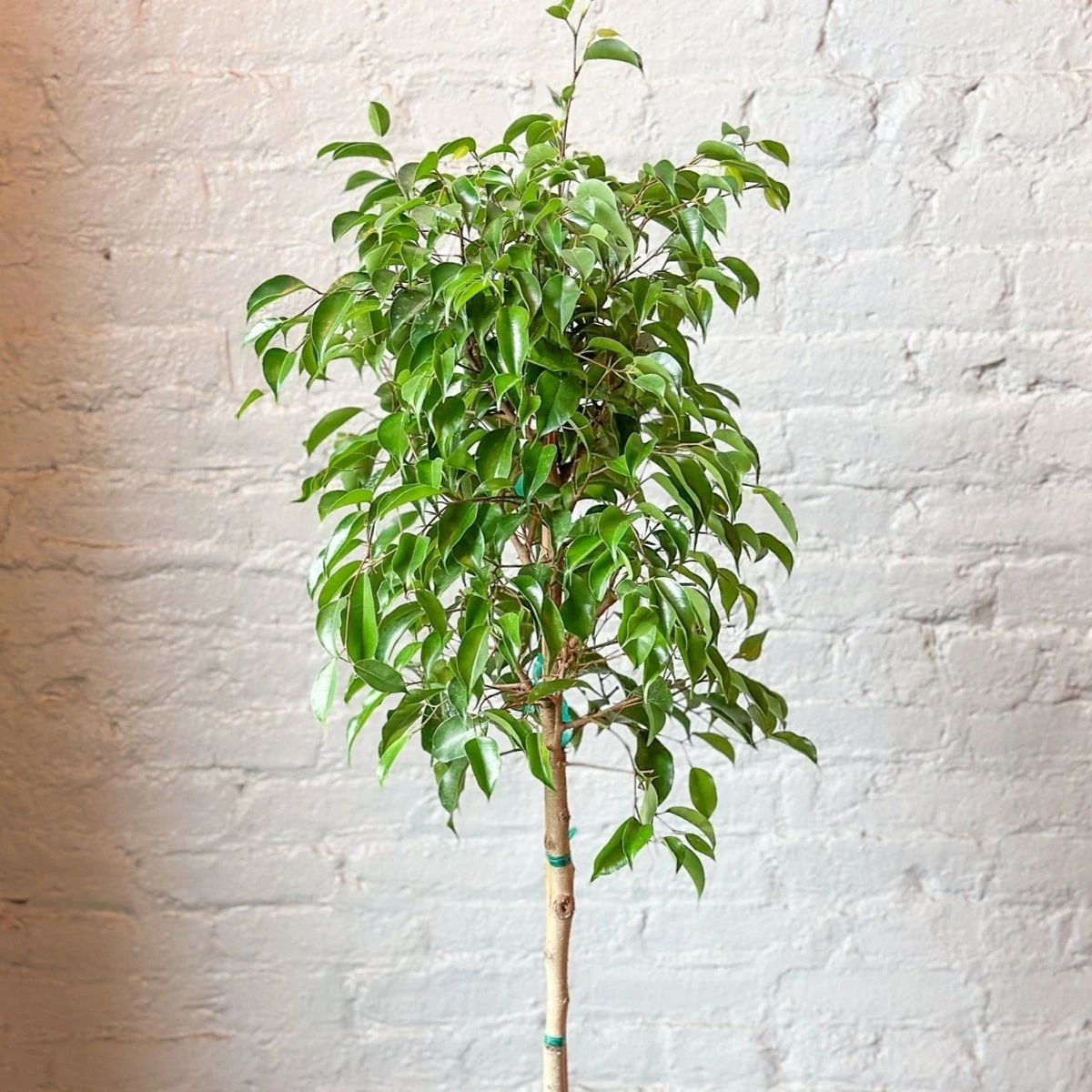 Ficus Benjamina - Standard Ficus Floor Plant 3 Ficus Benjamina - Standard Ficus Floor Plant