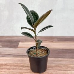 Ficus 'Burgundy' Rubber Plant -Ed's plant shop ficus burgundy rubber plant 8 inch floor plant 307822