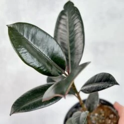 Ficus 'Burgundy' Rubber Plant -Ed's plant shop ficus burgundy rubber plant 8 inch floor plant 480443