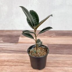 Ficus 'Burgundy' Rubber Plant -Ed's plant shop ficus burgundy rubber plant 8 inch floor plant 540579