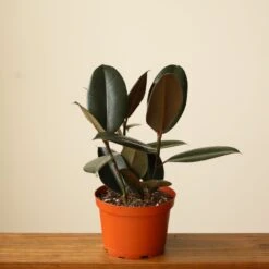Ficus 'Burgundy' Rubber Plant -Ed's plant shop ficus burgundy rubber plant 8 inch floor plant 970322