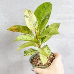 Ficus Shiveriana 'Moonshine' -Ed's plant shop ficus elastica shiveriana 4 inch 340607