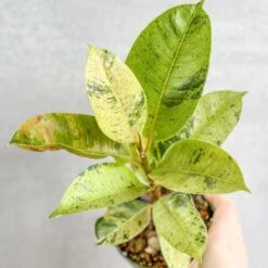 Ficus Shiveriana 'Moonshine' -Ed's plant shop ficus elastica shiveriana 4 inch 412839