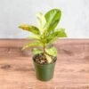 Ficus Shiveriana 'Moonshine' -Ed's plant shop ficus elastica shiveriana 4 inch 818306