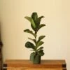 Ficus Lyrata ‘Bambino’ - Bambino Fiddle Leaf Fig - Various Sizes 2 Ficus Lyrata ‘Bambino’ - Bambino Fiddle Leaf Fig - Various Sizes -Ed's plant shop ficus lyrata bambino bambino fiddle leaf fig various sizes 488863