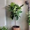 Ficus Lyrata 'Fiddle Leaf Fig' - Large Floor Plant -Ed's plant shop ficus lyrata fiddle leaf fig column large floor plant 222136