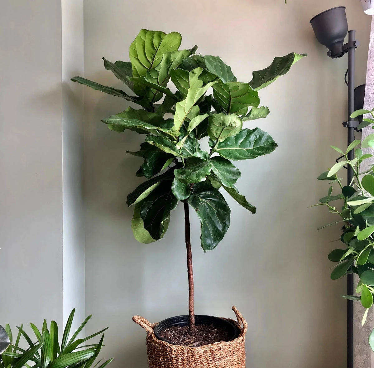 Ficus Lyrata 'Fiddle Leaf Fig' - Large Floor Plant 3 Ficus Lyrata 'Fiddle Leaf Fig' - Large Floor Plant